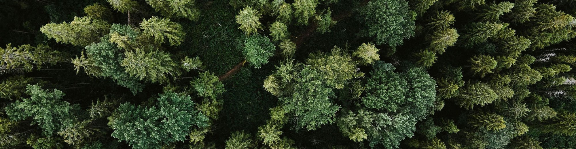 Banner_Kaind_Ökologie_Wald