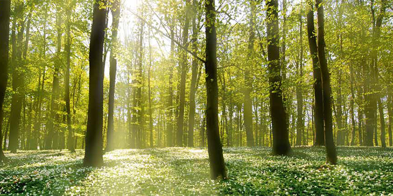 Umwelt-2 Umwelt-2